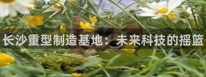 龙八国际平台安卓