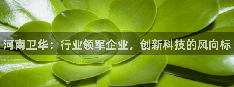 头号玩家龙八国际网址
