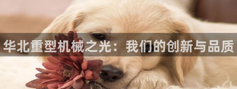 头号玩家龙八国际