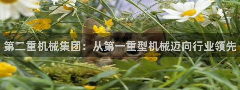 龙八国际网q18点tv